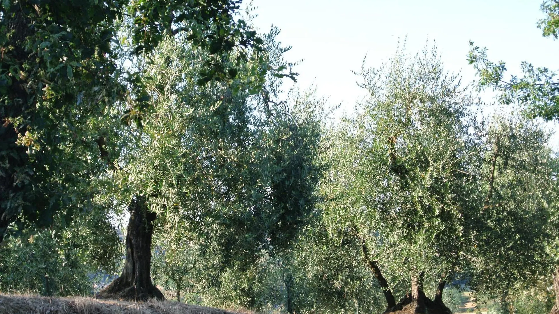 Appartamento Le Logge Di Caprera Siena